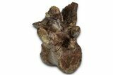 Fossil Dinosaur (Thescelosaurus) Dorsal Vertebra - South Dakota #342165-1